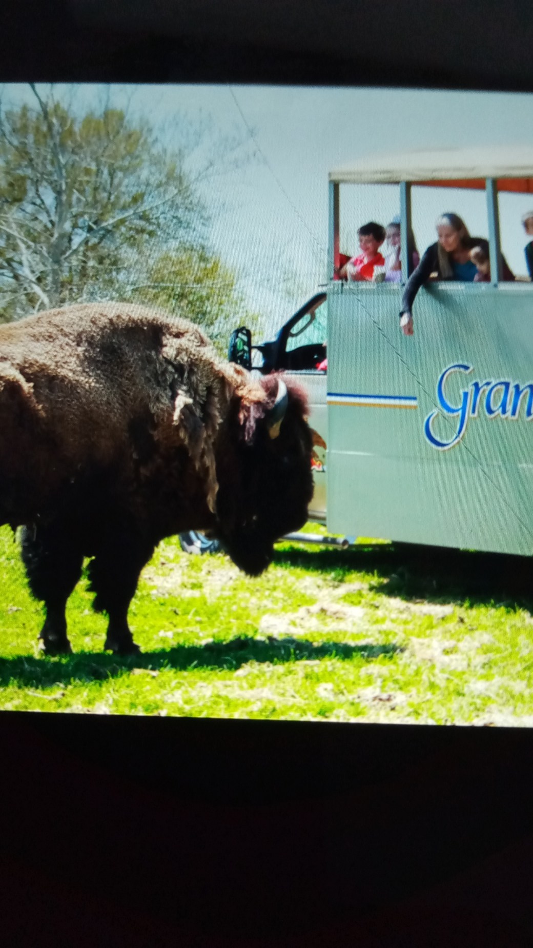 Buffalos Grant Farm